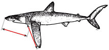 Isurus paucus_Clave.jpg